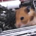 Even my hamster is cute