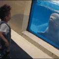 ..... Quando o tubarão não aguenta mais aquele menino pedindo pra cunhetar dentro do aquário vendo desenhos animados China