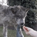 Rescuing a stray wolf dog!