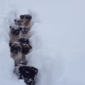 Pugs in the snow, aww