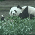 Kun fu panda original