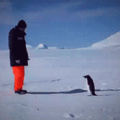 One does not simply mess up with a penguin.