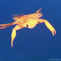 Helicopter crab
