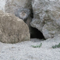 Pallas cat: the only feline with round pupils