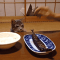 Hungry catto