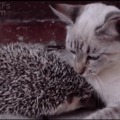 Cat meets hedgehog