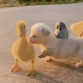 Doggo and birb-leaders of the quack