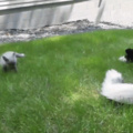 Husky and baby fox playing!