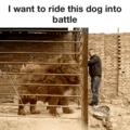 Battle Doggo