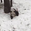 Panda being dramatic