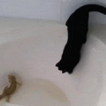 E quando tem um sapo na banheira curtindo mel xoxoteiro deixado por uma gostosa e um felino otacu cai ali