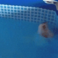 Pupper likes swimming
