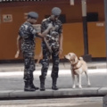 Army doggo gets a break