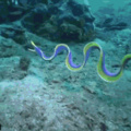 It's a water eel