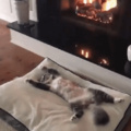 Soft kitty, warm kitty