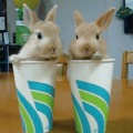 Waiter there are hares in our drinks!