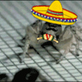 Aranha mexicana