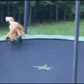Gif-t to you, Memedroid