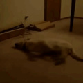 Sleeping doggo moving at high speeds