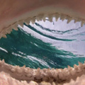Shark eyes view