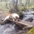 It's not easy crossing this river