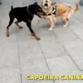 Capoeira sim kkkk :)