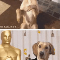 E o Oscar vai para... O GaabrielP.