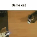 Game cat