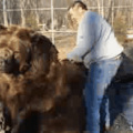 Big bear