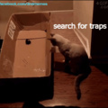 Search for traps