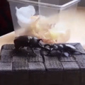 Super smash beetles
