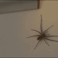 WHY ARE YOU TOUCHING THIS SPIDER WHAT THE HELL?