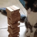 catto and his human play jenga