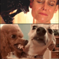 Aliens vs Dogs...
