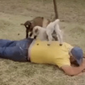 Goat massage