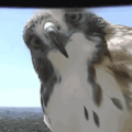 hawk check out traffic camera