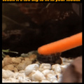 Nothing to see here. Just a Nerite Snail trying to eat a baby carrot.
