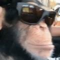 this monkey is probably cooler than half of the universe