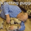 Pug puppies attack!