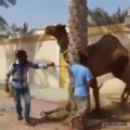 Camel :o