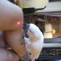 More bird gifs to summon the bird squeezer