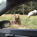 Bear Skills