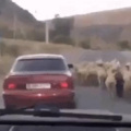 Sexy sheep