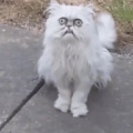 That cat has seen some shit